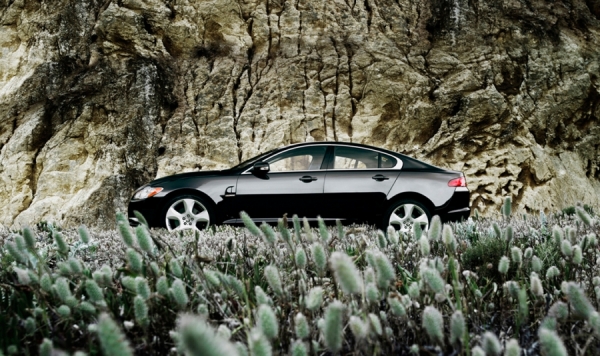 Photograph Bryan Traylor Jaguar on One Eyeland